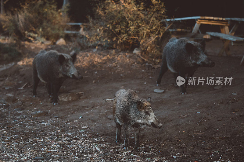 野猪(Sus scrofa)，欧亚野猪